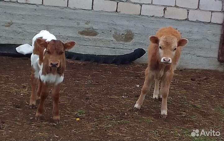 Телята бычки