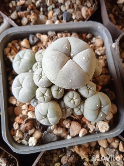 Продается кактус который на фото