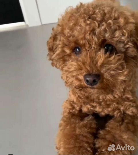 Мальтипу Риччи