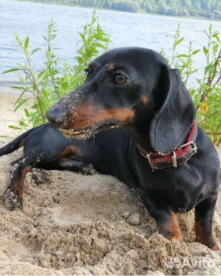 Щенки кроличьей таксы