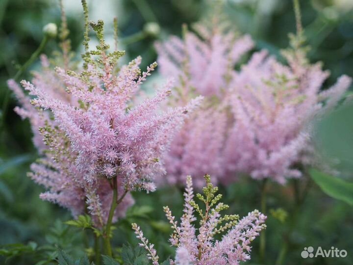 Астильба белая, розовая