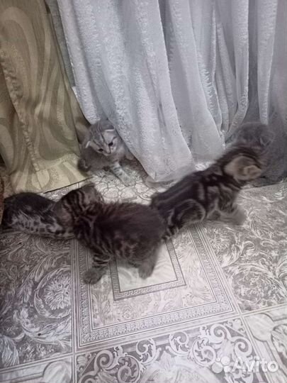 Кошки шотландцы