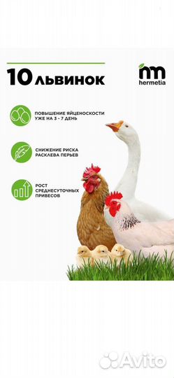 Личинки черной львинки