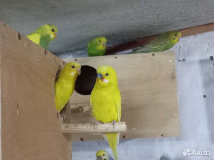 Волнистый попугай