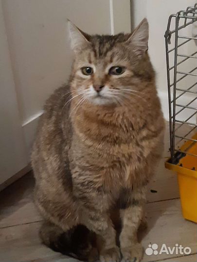 Help Кошке очень нужен Дом