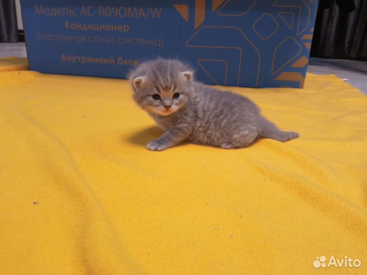 Продажа шотландских котят