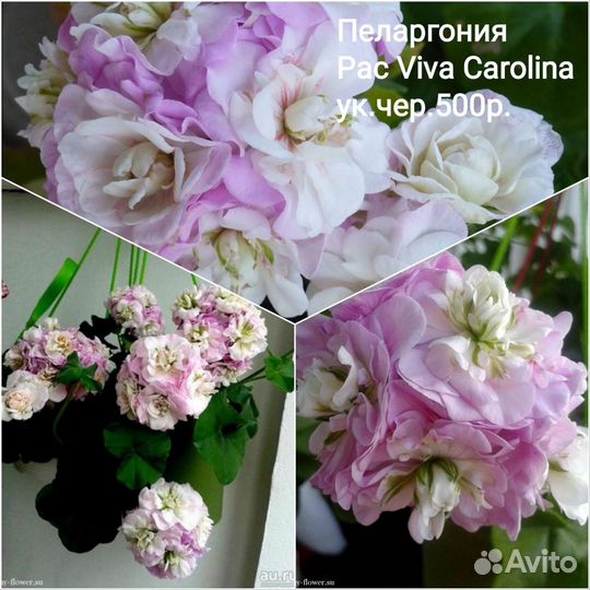 Комнатные цветы