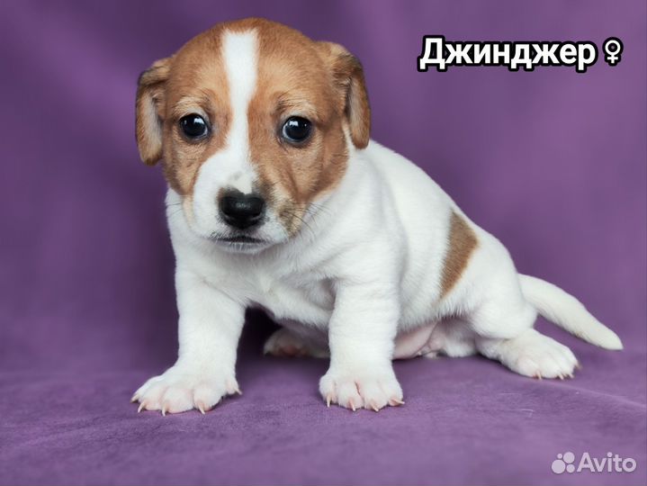 Щенки джек рассел терьер