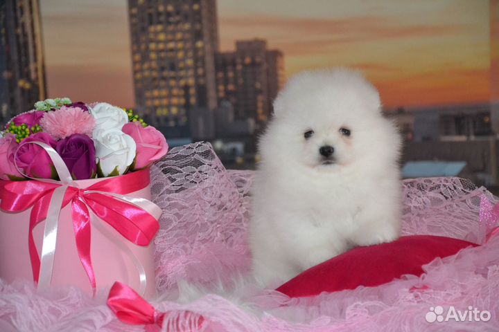 Померанский шпиц мальчики девочки