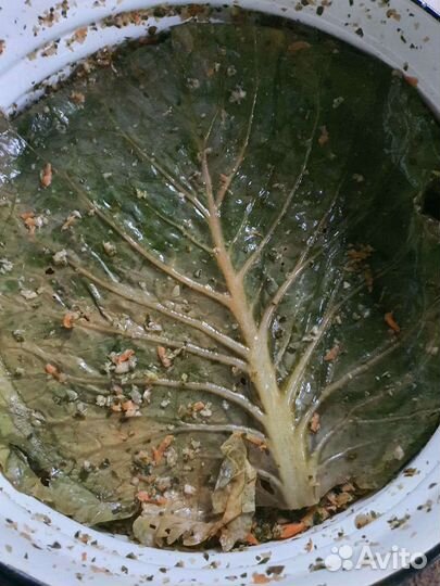 Крошево из деревни щи зелёные щеница