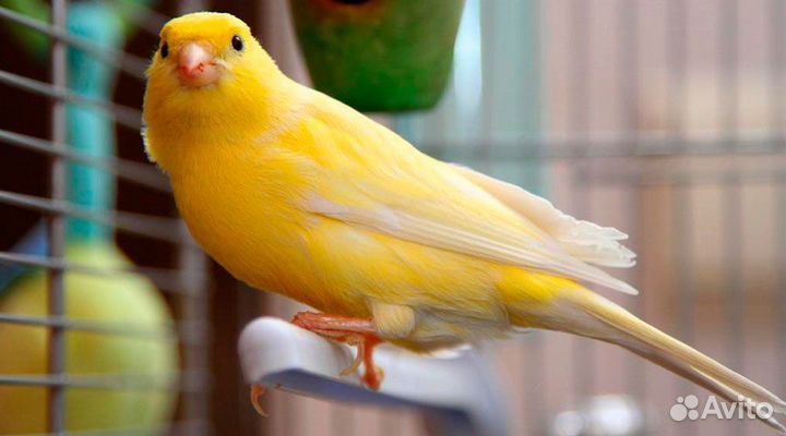 Кенара молодые