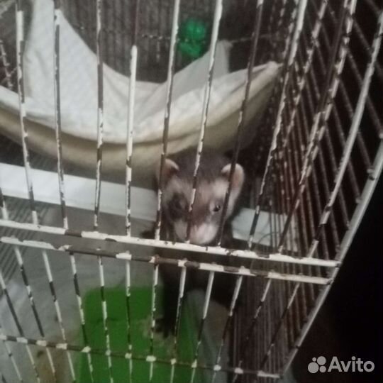 Хорек с клеткой