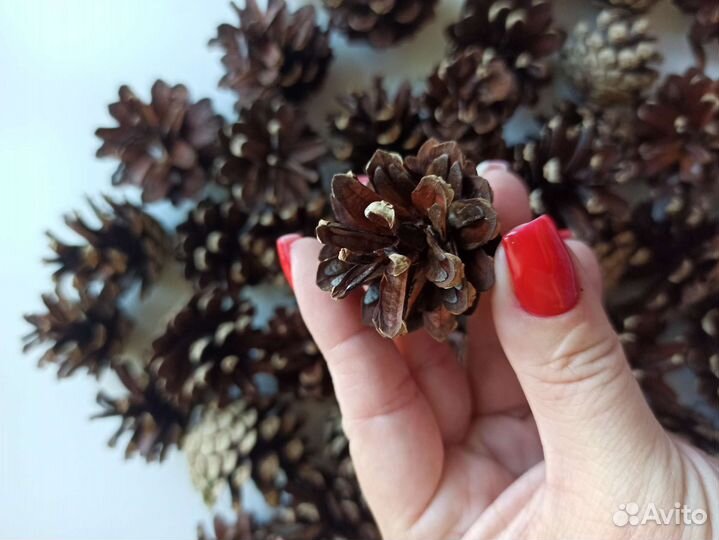 Шишки сосновые для поделок