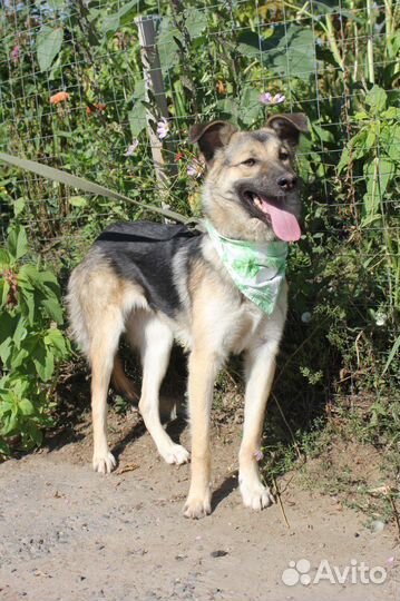 Собака трусишка попала в приют