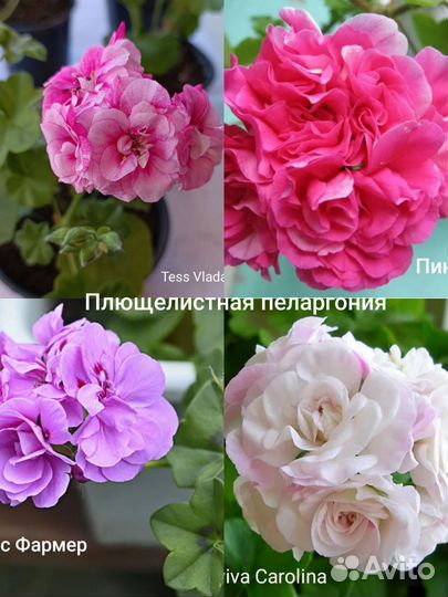 Пеларгония герань