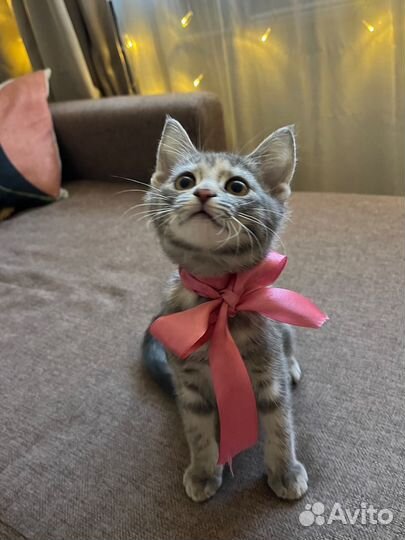 Котенок девочка бесплатно
