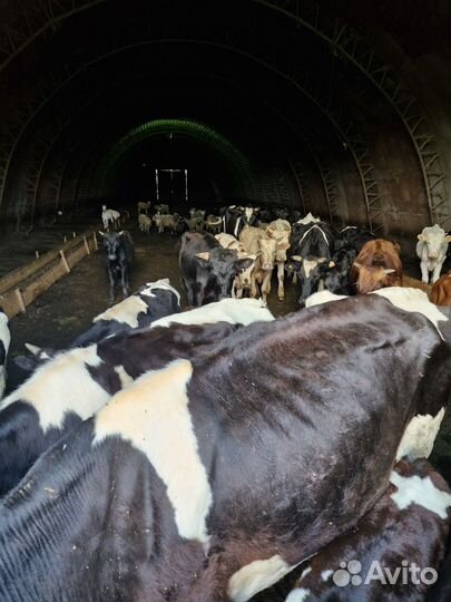 Коровы и быки