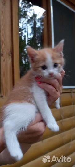 Кошки в добрые руки