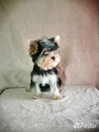 Йоркширский терьер