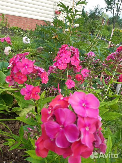 Многолетние флоксы метельчатые