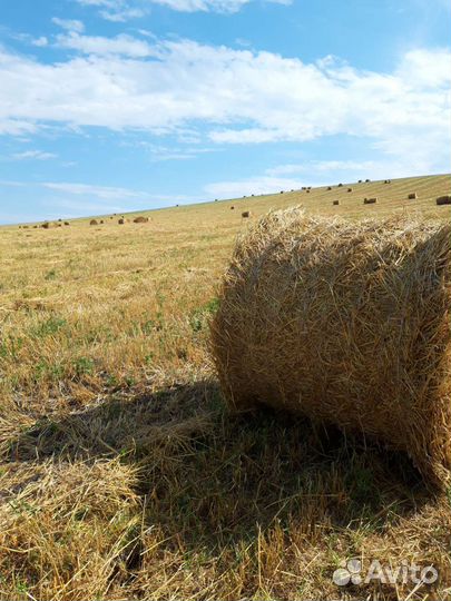 Солома ячменная