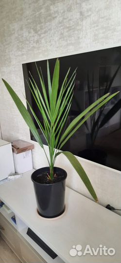 Пальма финиковая