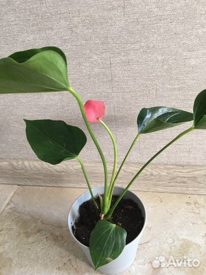 Антуриум Андрианум чемпион розовый(мужское счасть)
