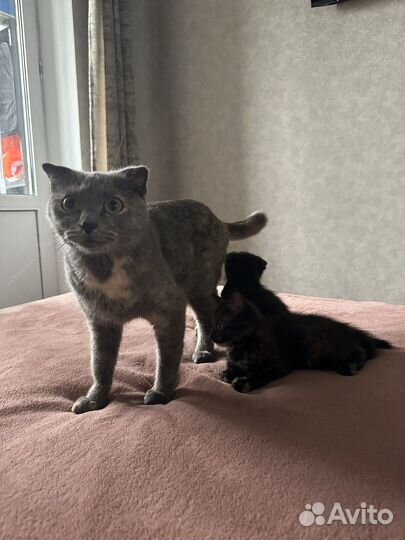 Отдам в добрые руки