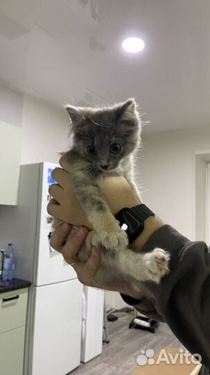 Котенок девочка трехцветная
