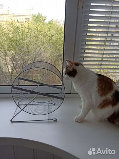 Колесо для грызунов, большое