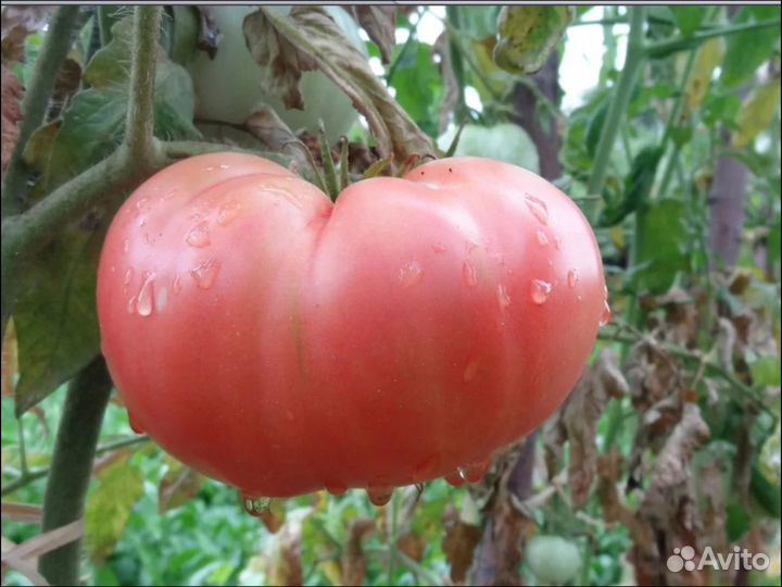 Семена Сортовых Томатов розовая магия (Болгария) 1