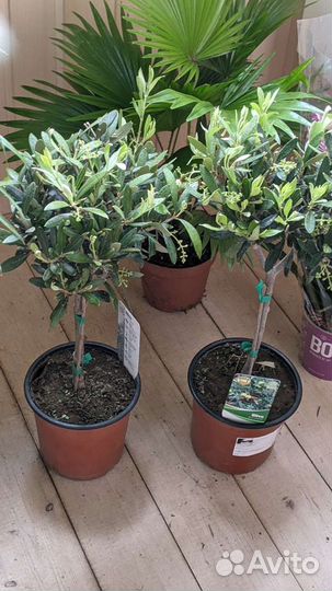 Оливковое дерево 90 /180