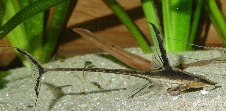 Стурисома панамская