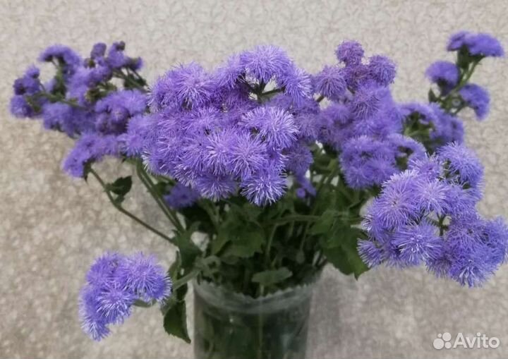 Агератум рассада