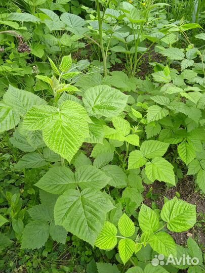 Саженцы ремонтантной малины