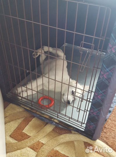 Клетка для собаки