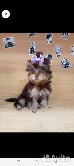 Йоркширский терьер