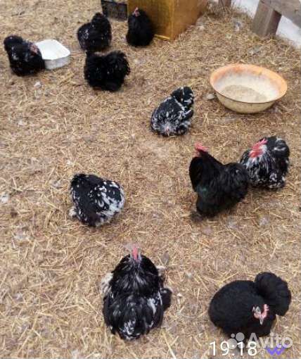 Птицы разные