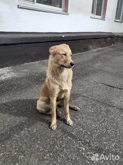 Собачка Ласка брошена при переезде