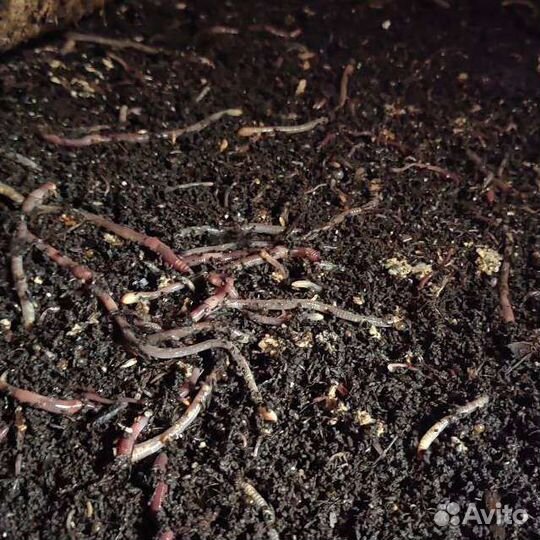 Черви для рыбалки