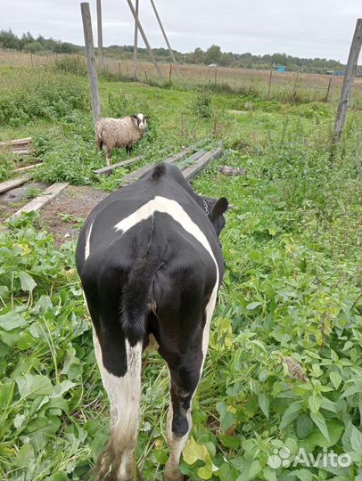 Телка 1.5 года