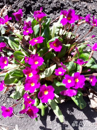 Цветы многолетники