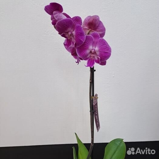Орхидея