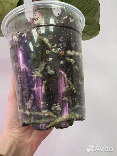 Антуриум гибрид