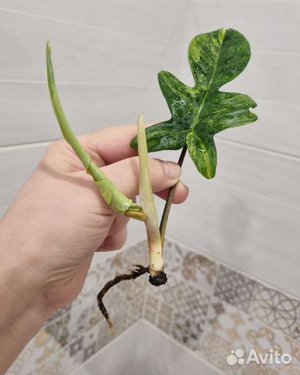 Филодендрон