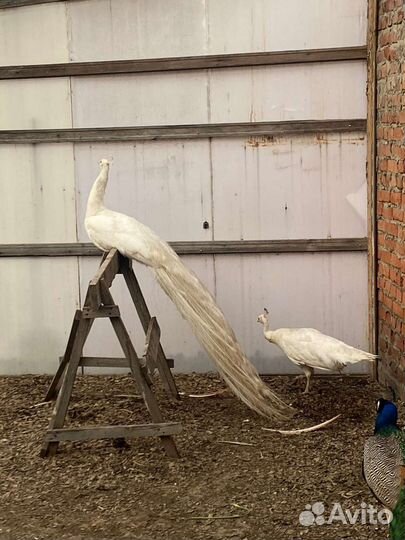 Павлиньи пара 5лет