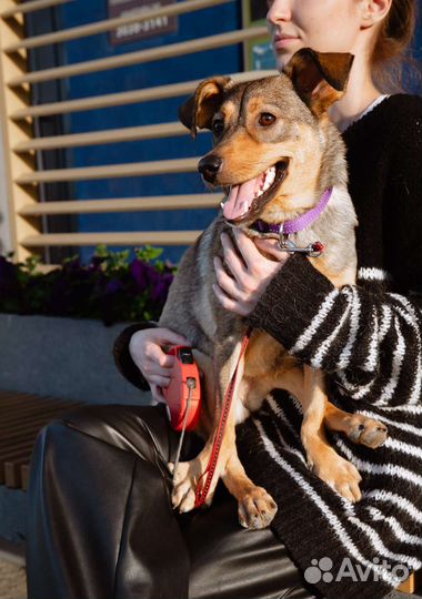 Серая рыжая щенок девочка в добрые руки