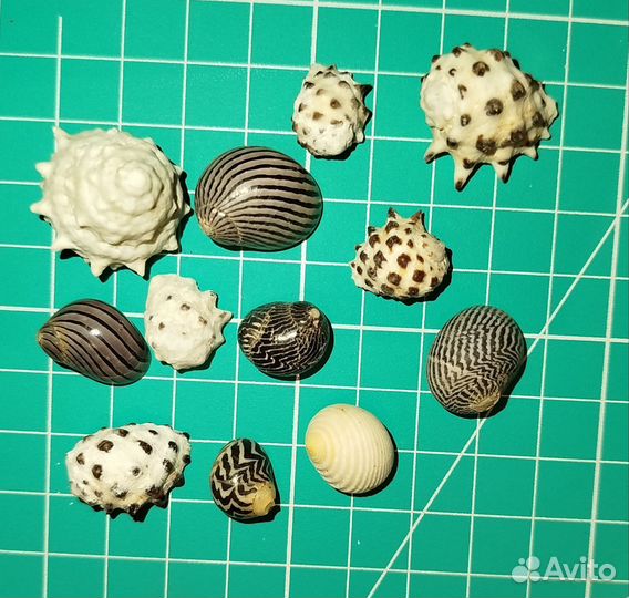 Ракушки, 20 грамм