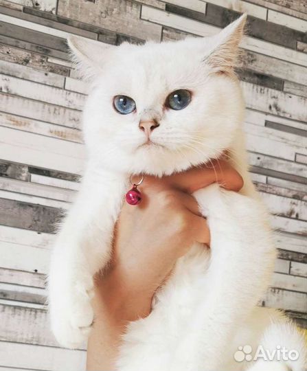 Котята с голубыми глазами