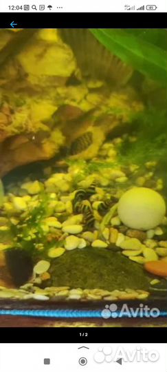 Продам улитку Хелена